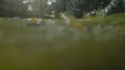 Artistic camera focus transfering Stock Footage 95549412