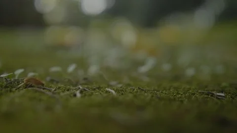 Artistic camera focus transfering Stock Footage 95549573