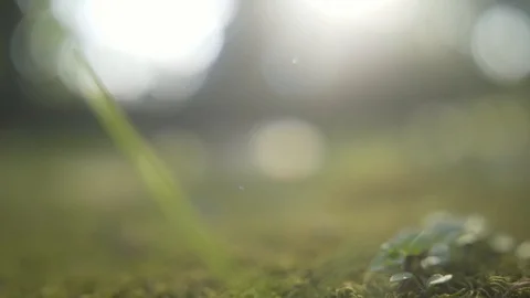 Artistic camera focus transfering Stock Footage 95549787