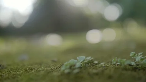 Artistic camera focus transfering Stock Footage 95549845