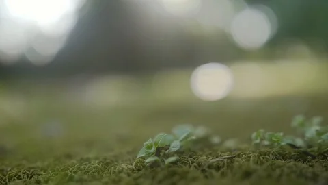 Artistic camera focus transfering Stock Footage 95549913