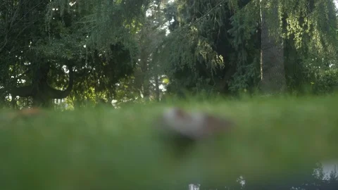 Artistic camera focus transfering Stock Footage 95549938