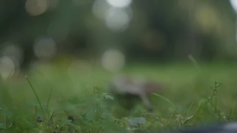 Artistic camera focus transfering Stock Footage 95549952