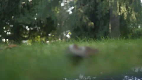 Artistic camera focus transfering Stock Footage 95549975