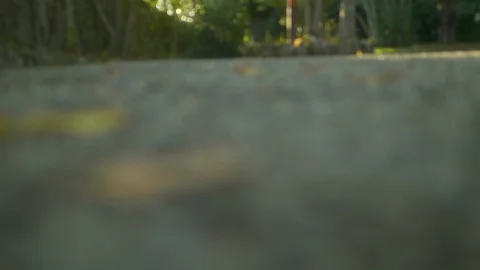 Artistic camera focus transfering Stock Footage 95550011