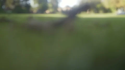 Artistic camera focus transfering Stock Footage 95550321