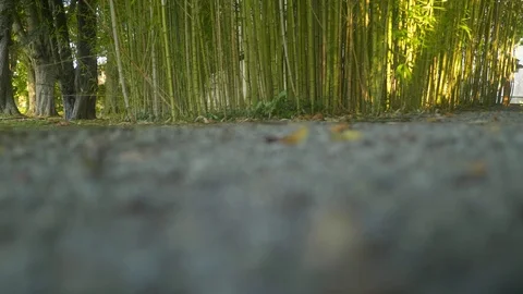 Artistic camera focus transfering Stock Footage 95550461