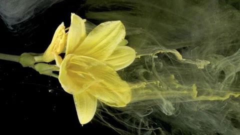 An artistic capture of lily petals drifting through ink in slow motion Stock Footage 332806806