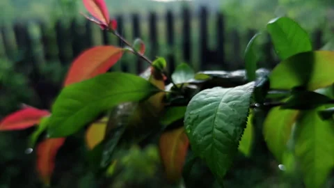 Artistic close up of green leaves in the rain with blurred fence Stock Footage 336971422