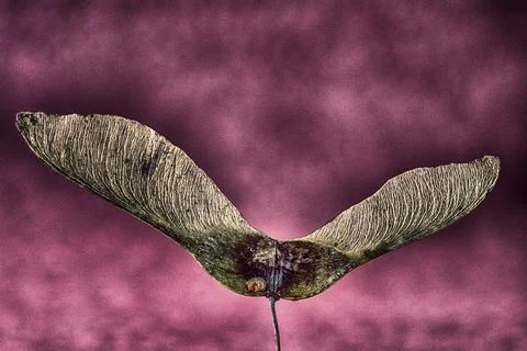 Artistic close-up of a maple seed Stock Photos