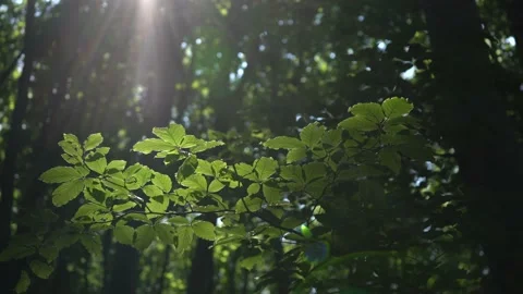 Artistic close-up shot of green leaves touched by the sun Stock Footage 157715744
