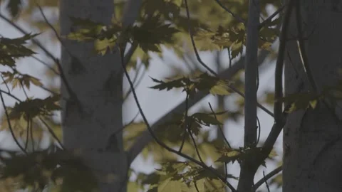 Artistic Close up of tree branches at Golden Hour Stock-Footage 254040186