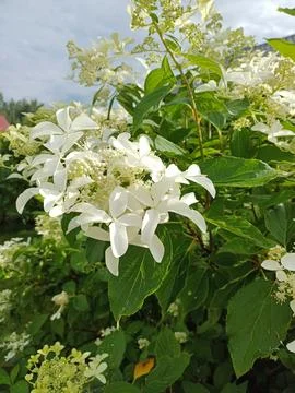 Artistic close-up of a white hydrangea flower with color brush effects Stock Photos