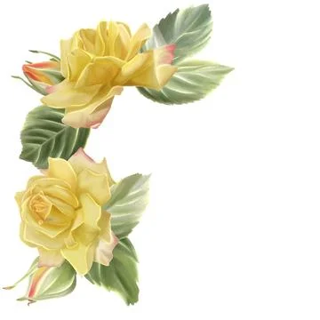 An artistic composition of two yellow roses with green leaves painted in wa.. Illustrazione stock