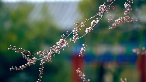 The artistic conception of the ancient style, peach blossoms, buds, flower b Stock Footage 257057470
