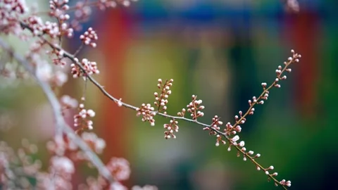 The artistic conception of the ancient style, the peach blossom branches are Stock Footage 257057526