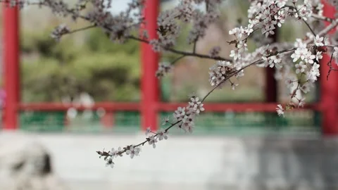 The artistic conception of the spring breeze is that the peach blossoms are  Vídeo Stock 257169649