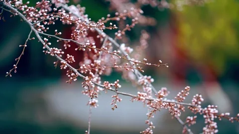 The artistic conception of the spring breeze is poetic and the peach blossom 動画素材 257059495