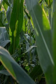 Artistic Corn Leaf Detail with Selective Focus Stock Photos