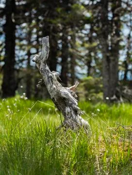 Artistic dead tree Stock Photos