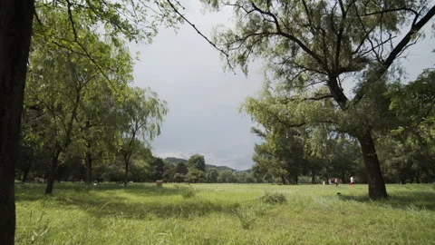 Artistic distant mountains and meadows 動画素材 274216792