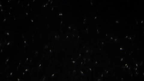 Artistic documentary style photograph capturing energetic sperm cells on black Stock Photos