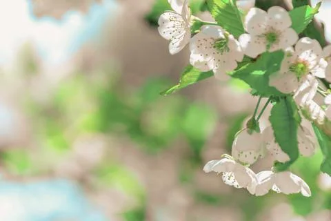 Artistic Elegance: High-Resolution Image of summer Flowers Stock Photos