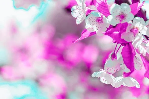 Artistic Elegance: High-Resolution Image of pink Flowers Stock Photos