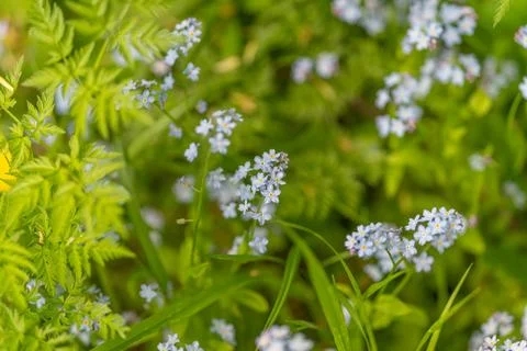 Artistic floral composition combining forget me nots and dandelions for vis.. Stock Photos