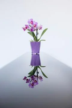 Artistic flowers, reflection Stock Photos