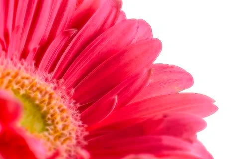 Artistic gerbera flower background Stock Illustration