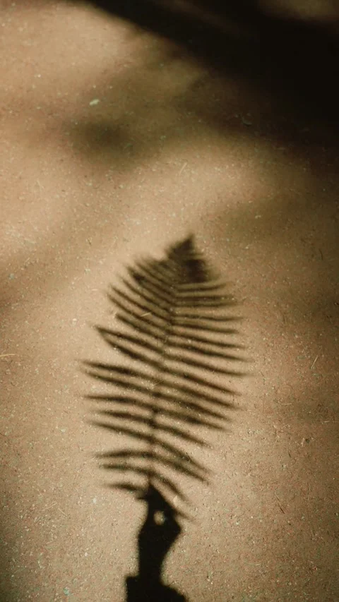 Artistic Hand Shadow Holding Leaf with Gentle Motion Stock Footage 337027291