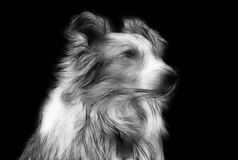 Artistic impression pencil drawing of border collie Stock Illustration