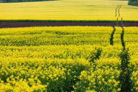 Artistic landscape with rape Stock Photos