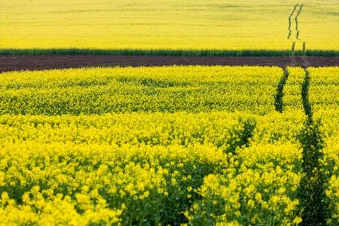 Artistic landscape with rape Stock Photos