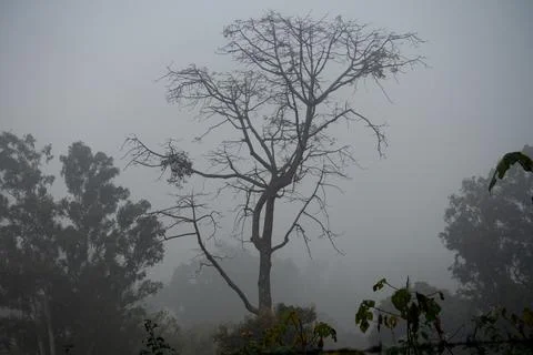 Artistic Leafless Skeleton of a Big Tree in Misty Forest, Dehradun, Uttarak.. Stock Photos
