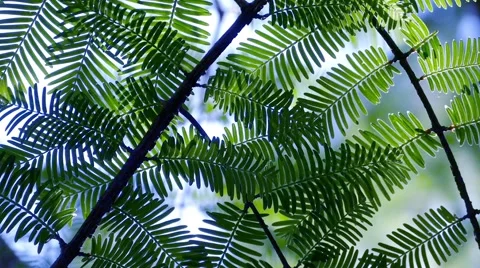 Artistic Leaves - 02 - Loop 動画素材 51635925