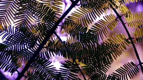 Artistic Leaves - 03 - Loop 動画素材 51635512