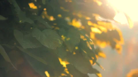 Artistic Lens Flare Through Tree Leaves 2 Видео 35837478
