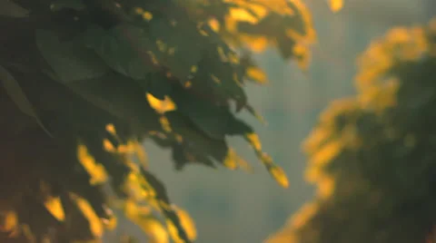 Artistic Lens Flare Through Tree Leaves Видео 35838337
