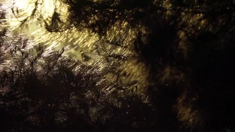 Artistic lighting in forest trees with floating dust particles Stock Footage 248706786
