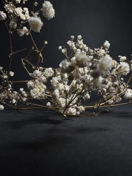 Artistic low-angle view of dried gypsophila flowers placed on a dark backgrou 스톡 사진