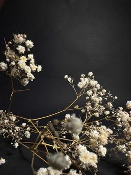 Artistic low-angle view of dried gypsophila flowers placed on a dark backgrou 스톡 사진