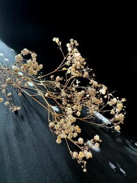 Artistic low-angle view of dried gypsophila flowers placed on a dark backgrou 스톡 사진