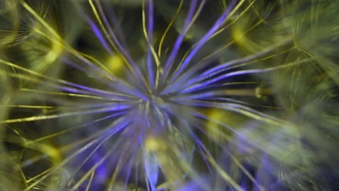 Artistic macro of dandelion in blue and yellow colors, ultraviolet glow  light Stock Footage 108695753