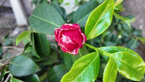 Artistic Macro Detail Of A Dew-Covered Red Camellia Bud Stock Footage 336280736