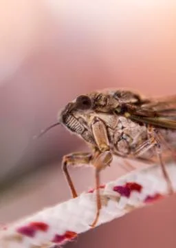 Artistic macro of grasshopper on rope Foto stock