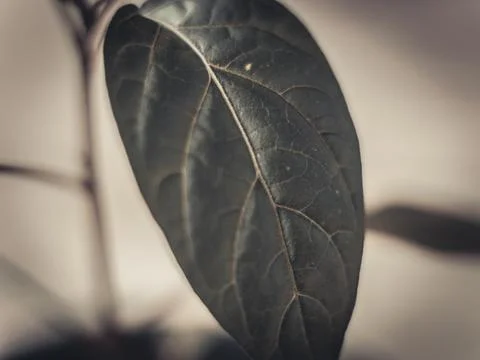 An artistic macro image of a single dark-toned leaf with pronounced veins. Stock Photos