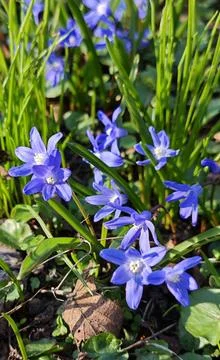 Artistic macro shot of blue spring wildflowers in a sunny woodland glade. Stock Photos