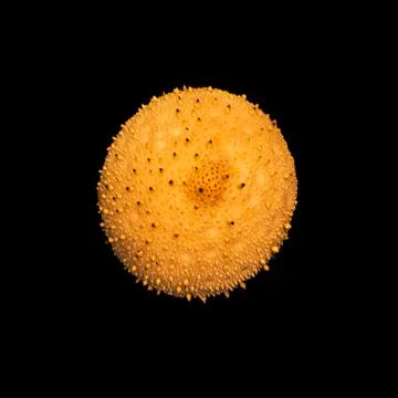 Artistic macro texture of common puffball mushroom in warm tones, isolated Stock Photos